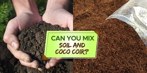 coco coir soil moisture level